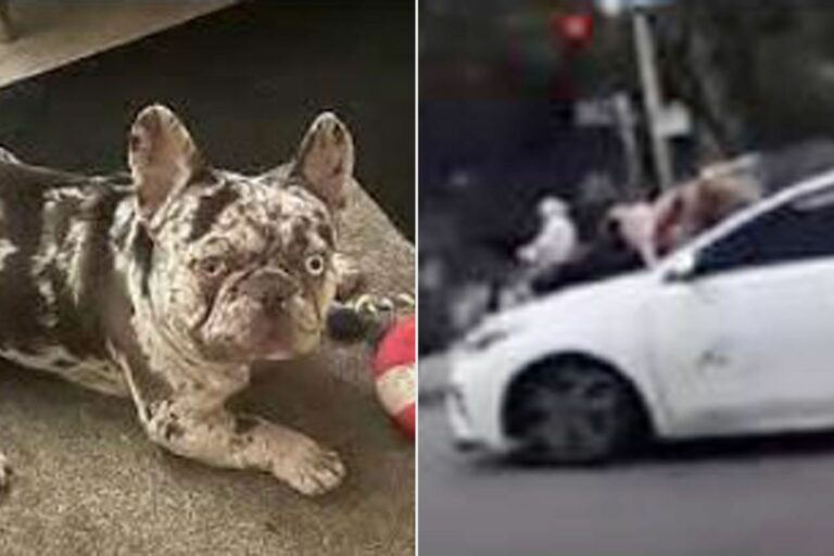 Un propriétaire de chien s’accroche au capot de sa voiture tandis que des voleurs présumés s’en vont avec son bouledogue français