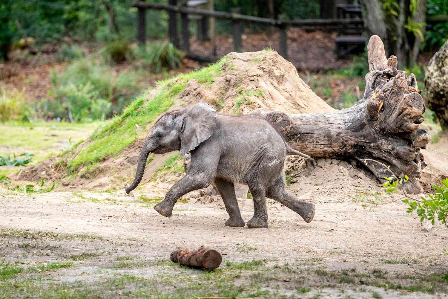 Le bébé éléphant Corra fait ses débuts au Disney's Animal Kingdom.