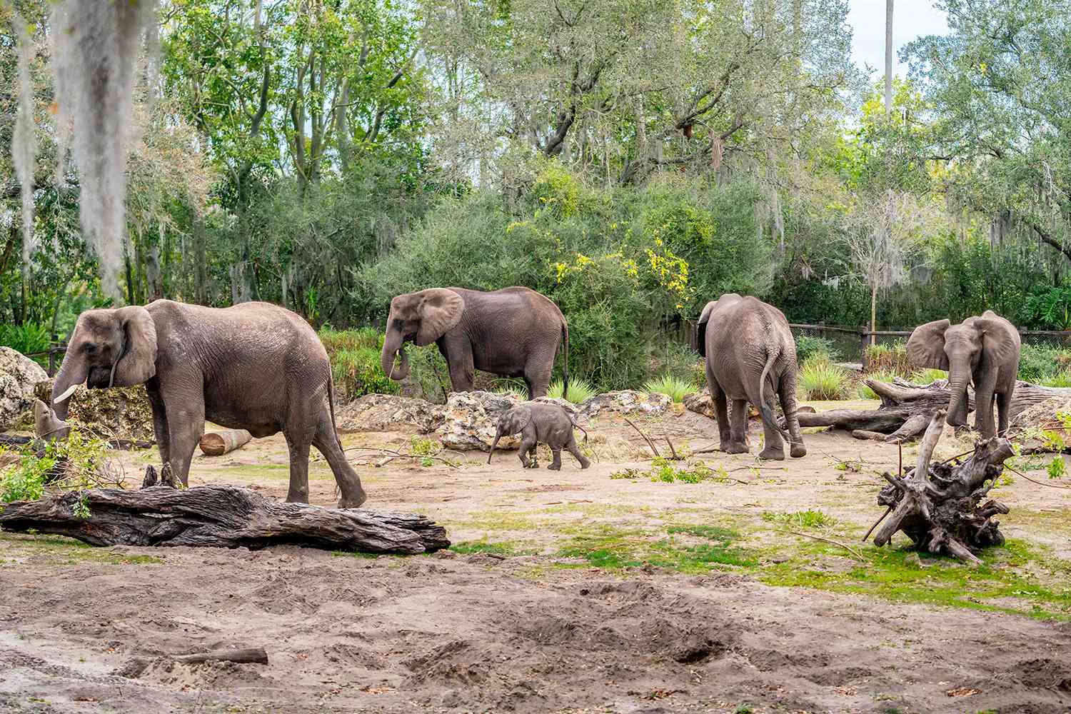 Le bébé éléphant Corra fait ses débuts au Disney's Animal Kingdom.