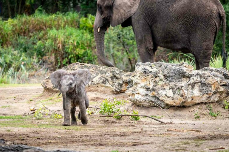 Disney espère que son bébé éléphant « curieux et confiant » incitera les visiteurs à aider l’espèce