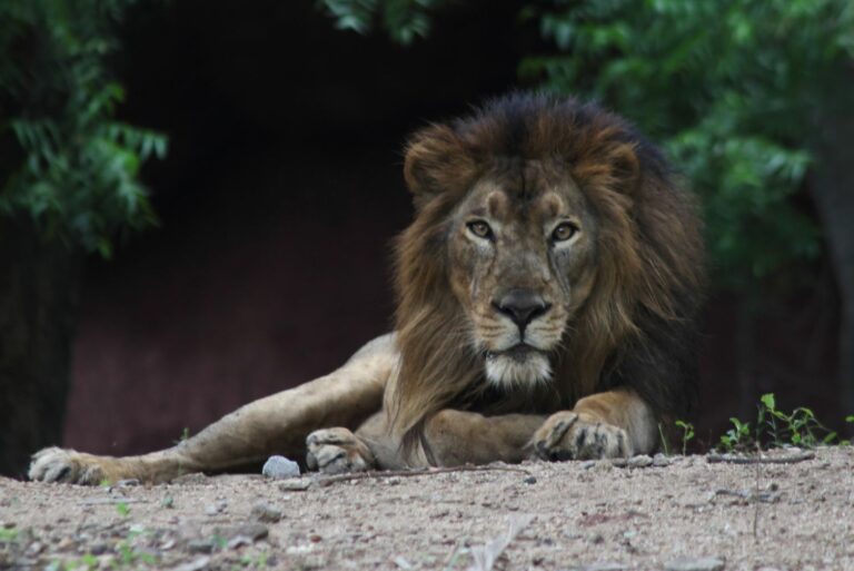 Inde : un homme mutilé à mort par un lion après avoir sauté « intentionnellement » dans l’enceinte d’un zoo