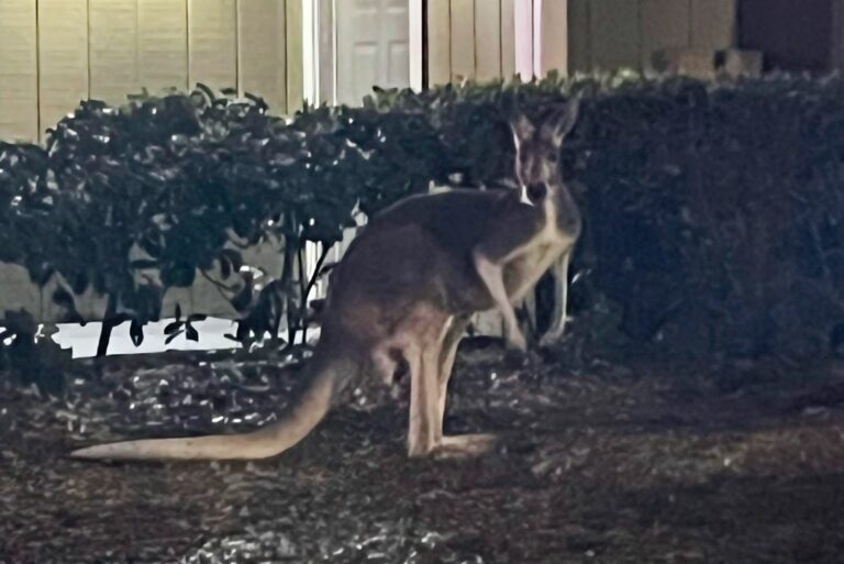 Un kangourou surpris en train de sauter dans un complexe d’appartements en Floride